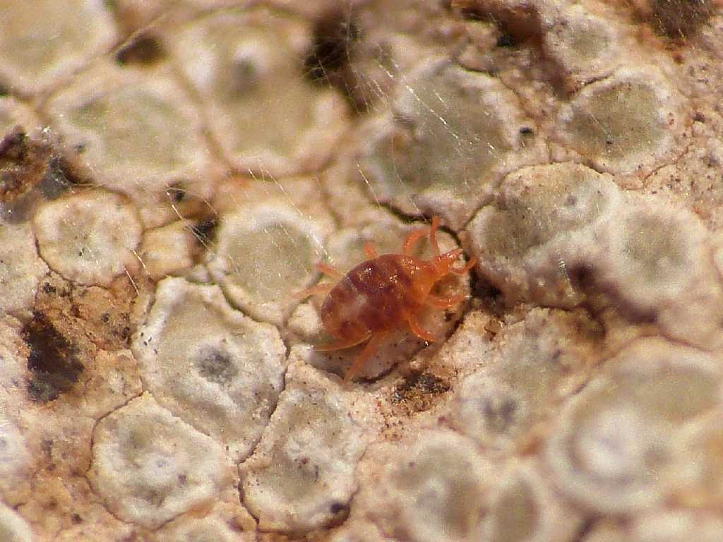 Colonia di Bdellidae? - Tolfa (RM)